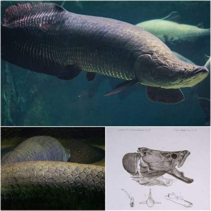 How The Arapaima Fish Has Survived For 23 Million Years