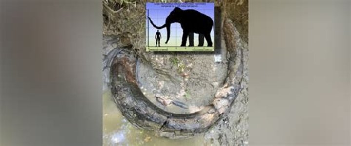 Illegal Ivory Traders Turn To Mammoth Tusks As Loophole