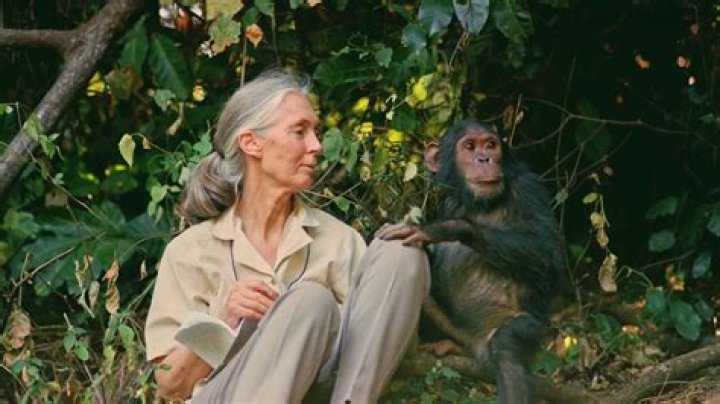 Jane Goodall Open To Idea Of Bigfoot-Like Creature