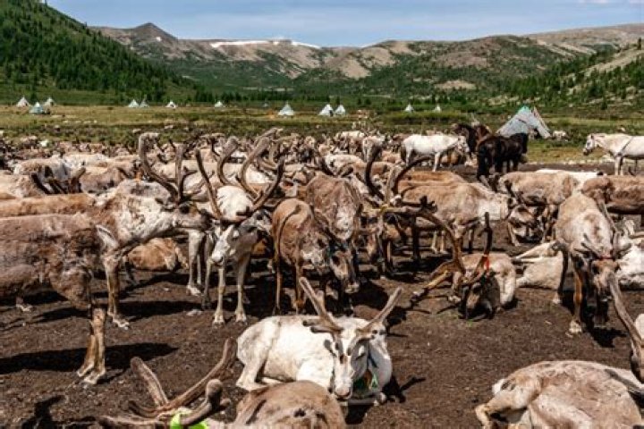 Life Inside Mongolia's Disappearing Reindeer People