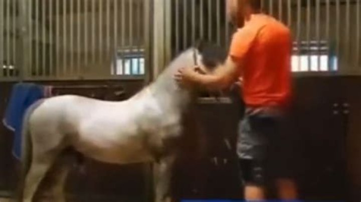 Man Who Had Sex With Horse Says It Gave Consent By Winking At Him