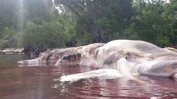 Mystery Sea Creature Washes Up In Indonesia, Turns Water Red