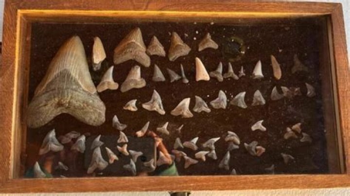 Nine-Year-Old Girl Discovers 15-Million-Year-Old Megalodon Tooth