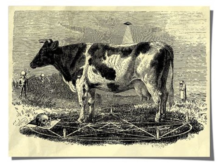 Oregon Cattle Mutilated And Their Blood Drained, Prompting Wild Theories