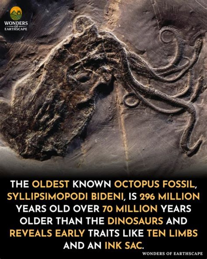 Scientists Discover Octopus Fossil That Predates The Dinosaurs