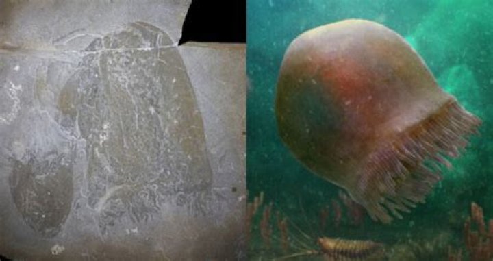 Scientists Identify 500-Million-Year-Old Jellyfish Fossils