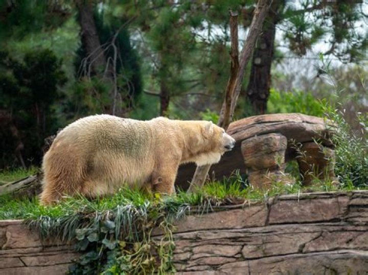 The Grizzly-Polar Bear Hybrid Taking Over The Arctic Tundra