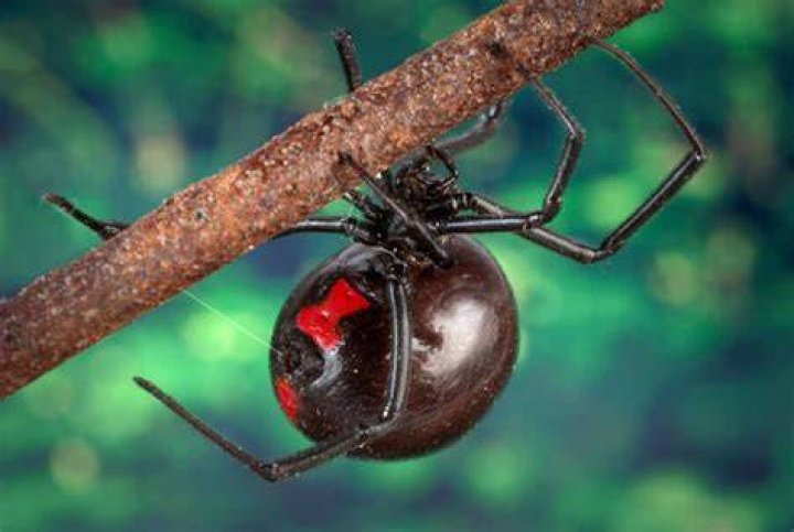 Three Kids Let Black Widow Bite Them In Hopes Of Becoming Spider-Man